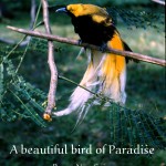 Bird of Paradise